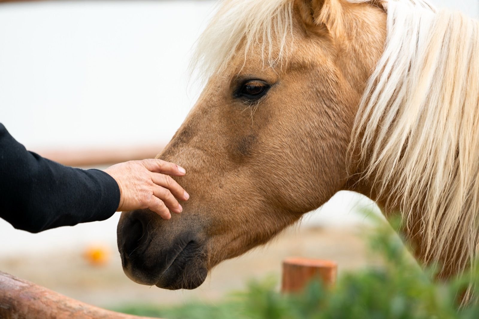 A gentle hand resting on a horse's face