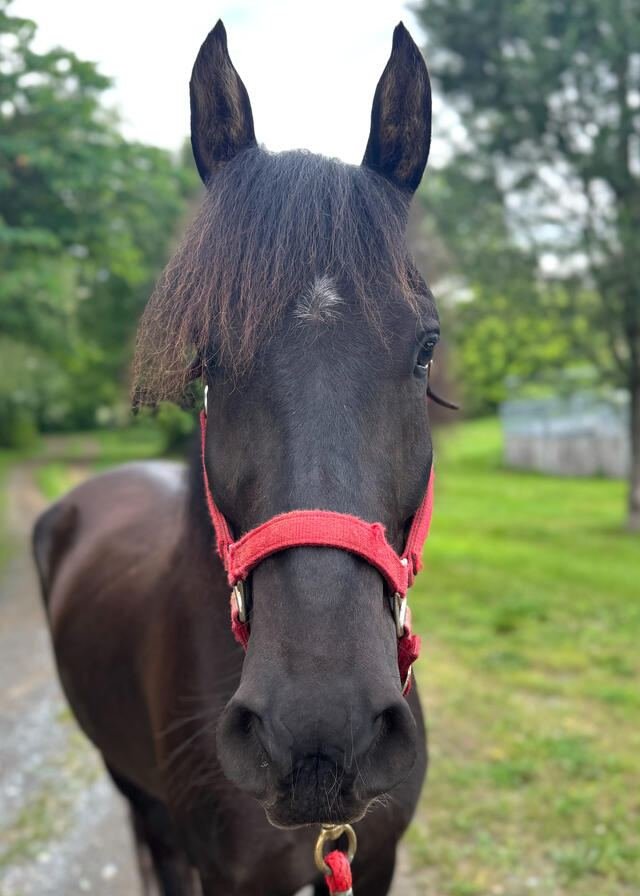 Knight, a dark bay Mustang in a red halter, looking straight at the camera