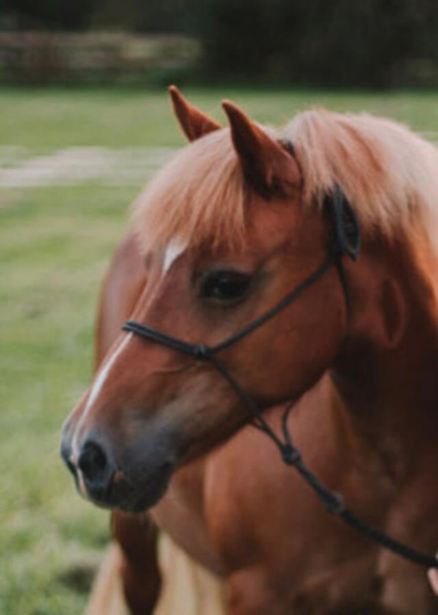 Molly, a chestnut Haflinger with a white blaze and flaxen mane