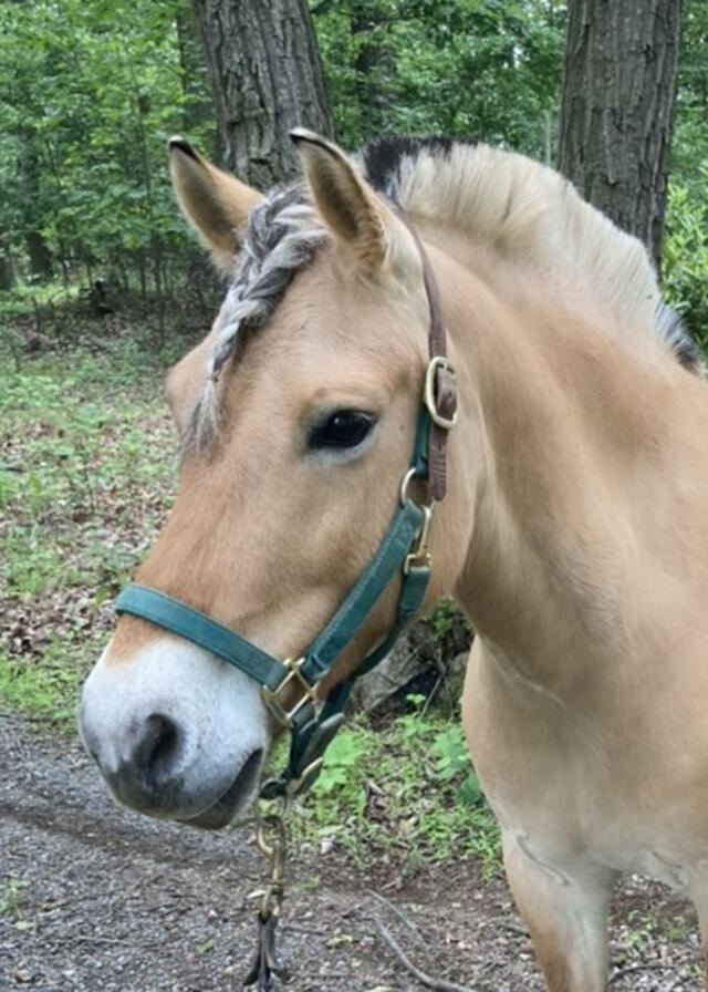 Spirit, a dun Norwegian Fjord with a two-tone upright mane, in a teal halter